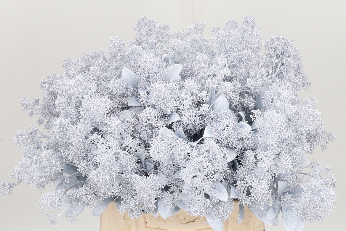 Skimmia Painted White Per Bunch 45cm