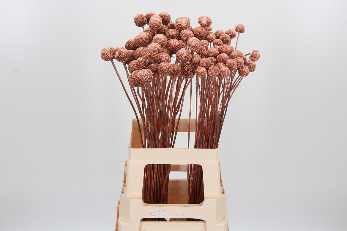 Craspedia Painted Copper 70cm