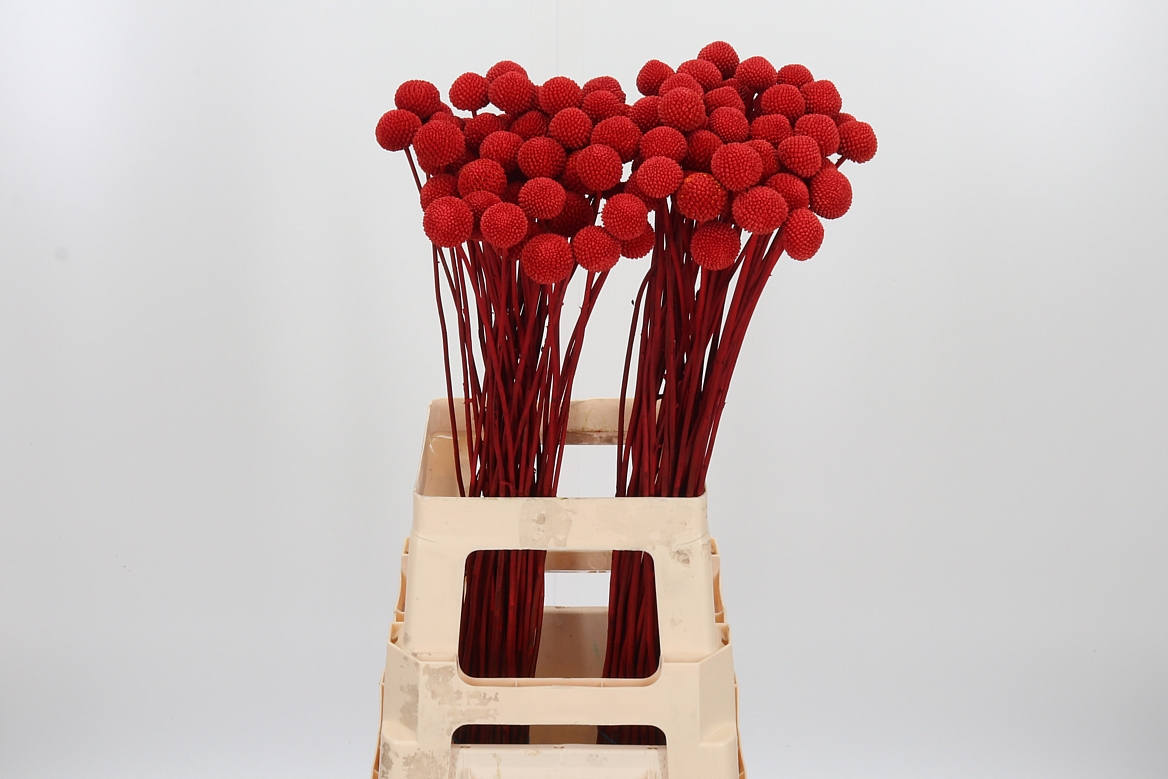 Craspedia Painted Red 70cm