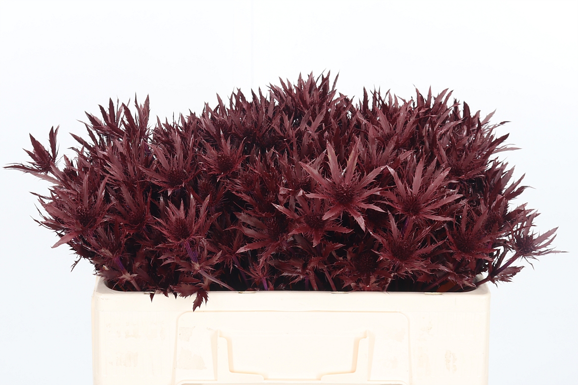 Eryngium Painted Orion Bordeaux 50cm