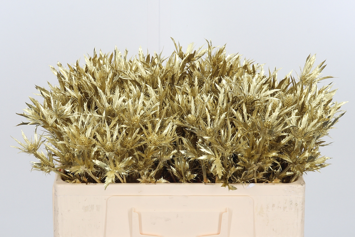 Eryngium Painted Orion Gold 50cm