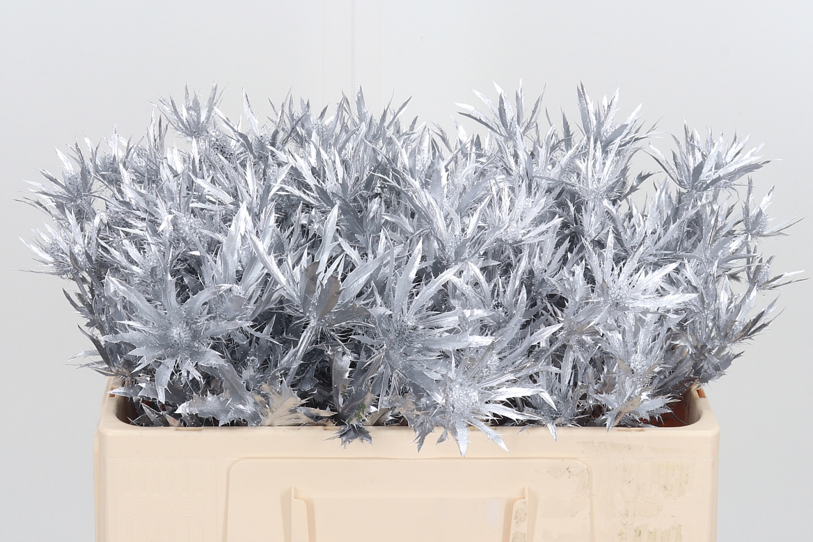 Eryngium Painted Orion Silver 50cm