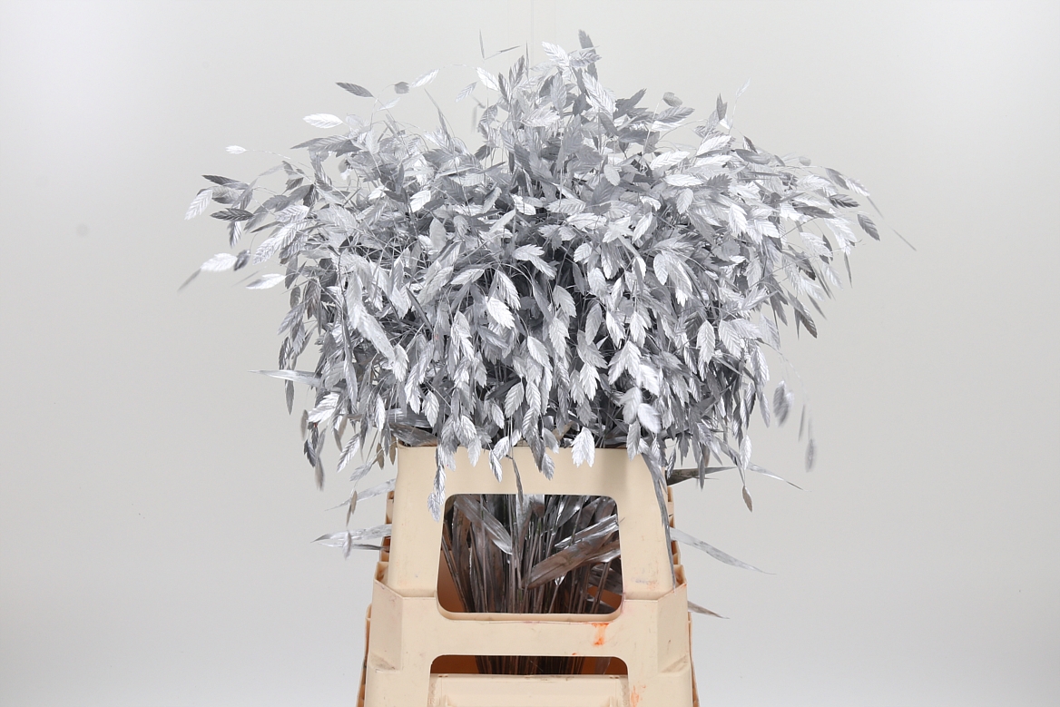 Chasmantium Painted Silver 70cm
