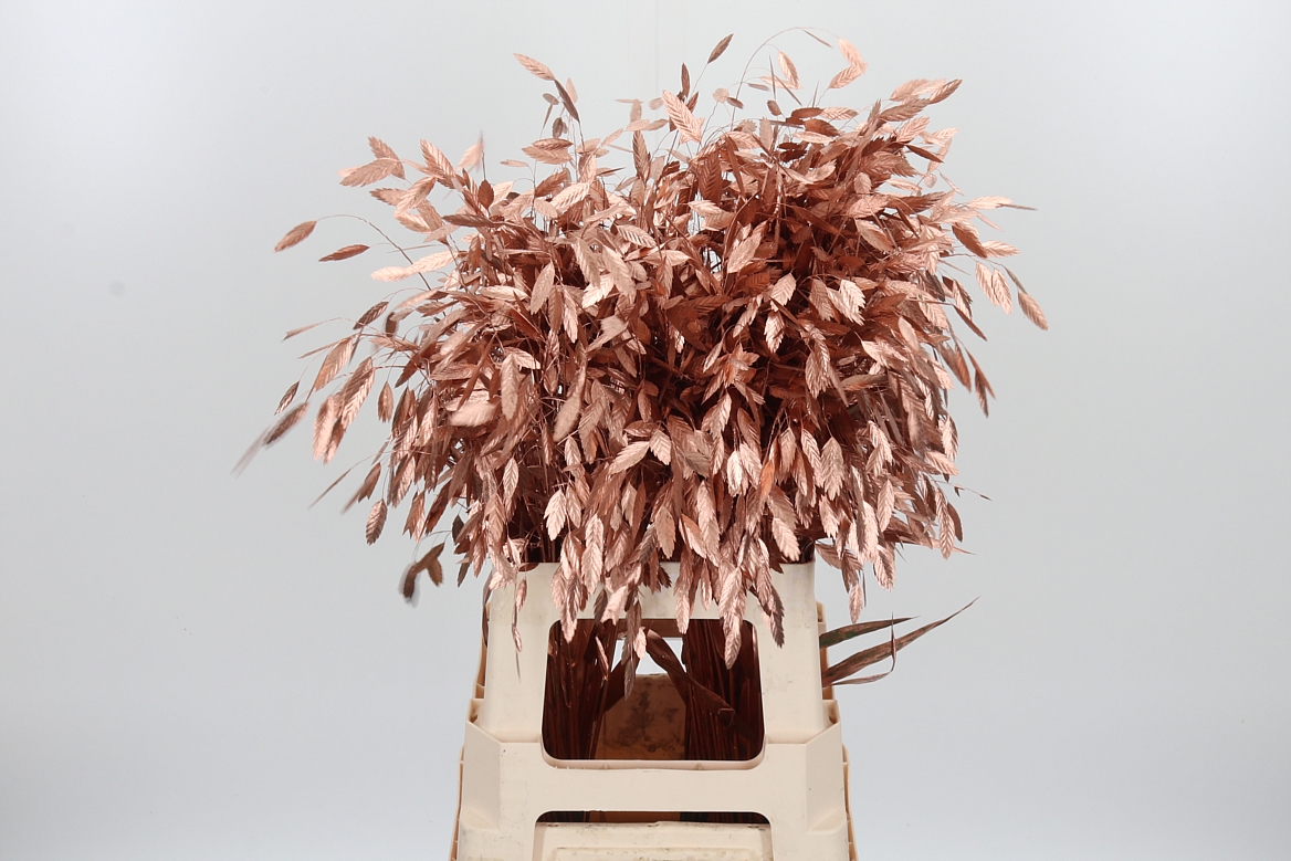 Chasmantium Painted Copper 70cm