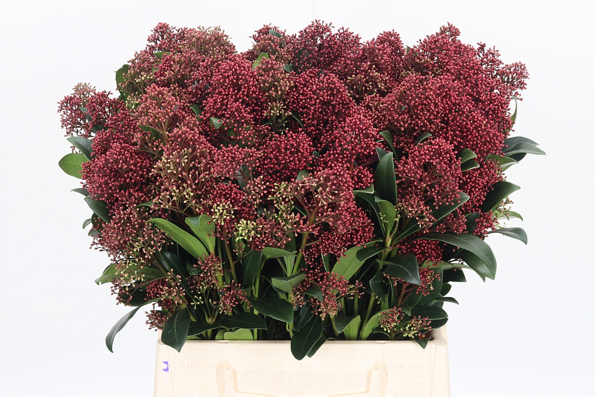 Skimmia Japonica Rubella Per Bunch 45cm