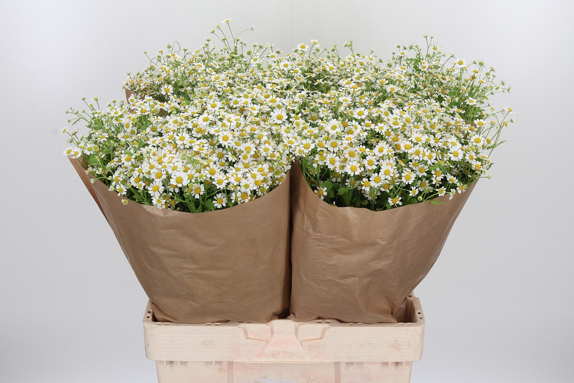 Tanacetum Single Vegmo 65cm