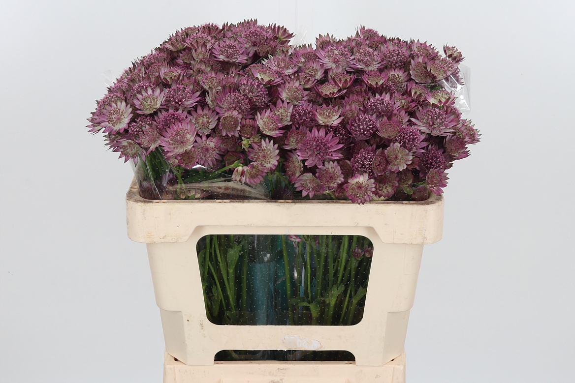 Astrantia Roma 50cm