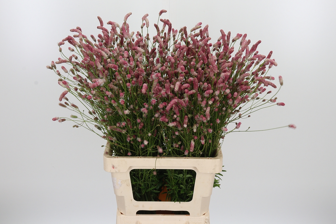 Sanguisorba Officinalis Pink Tanna 70cm
