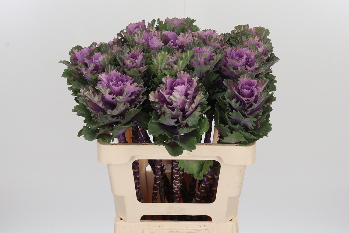 Brassica Empire Ksenia 60cm