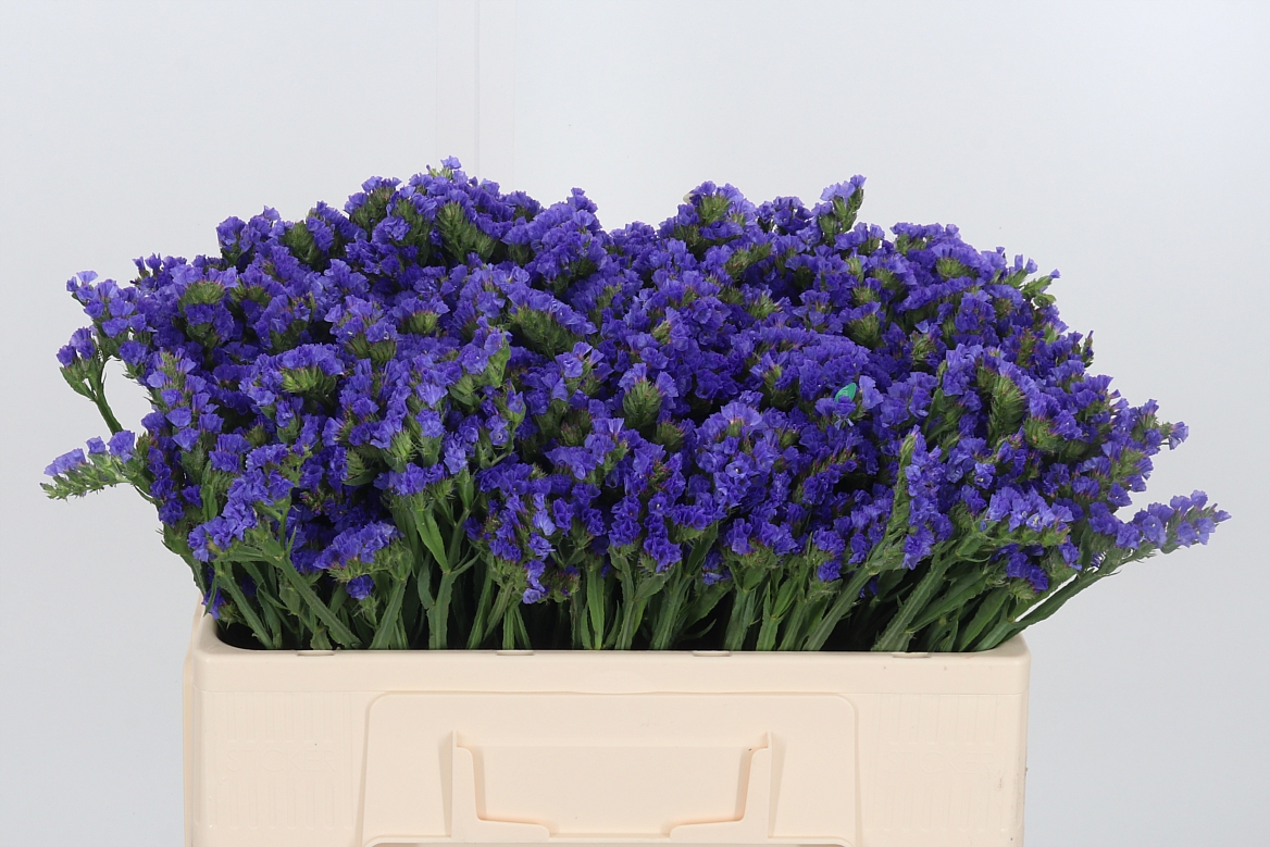Limonium Sinuatum Sunday Light Blue 50cm