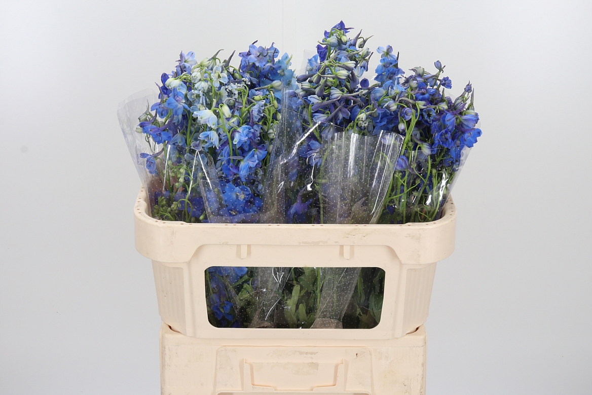 Delphinium Single Donna 70cm