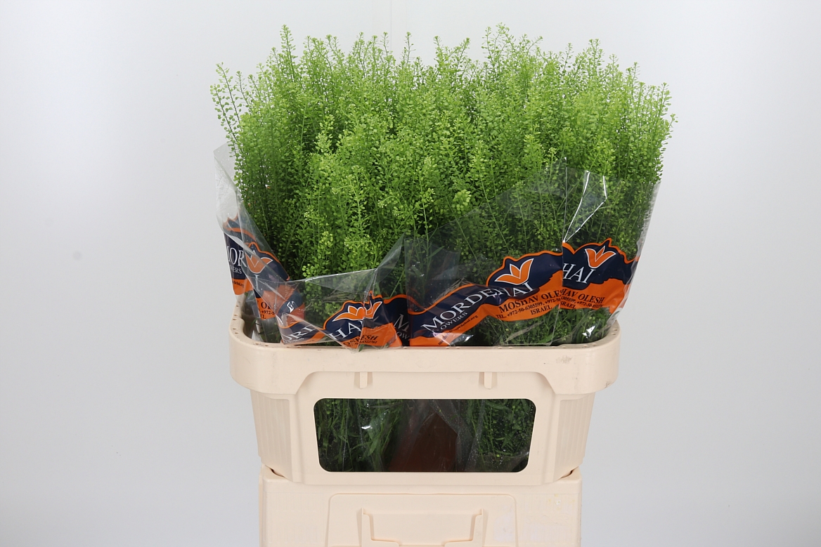 Lepidium Ruderale Green Bell 80cm 20gr.