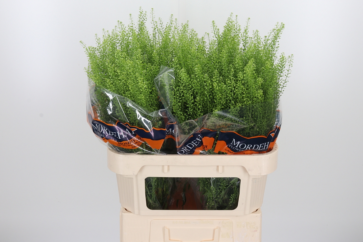 Lepidium Ruderale Green Bell 80cm 20gr.