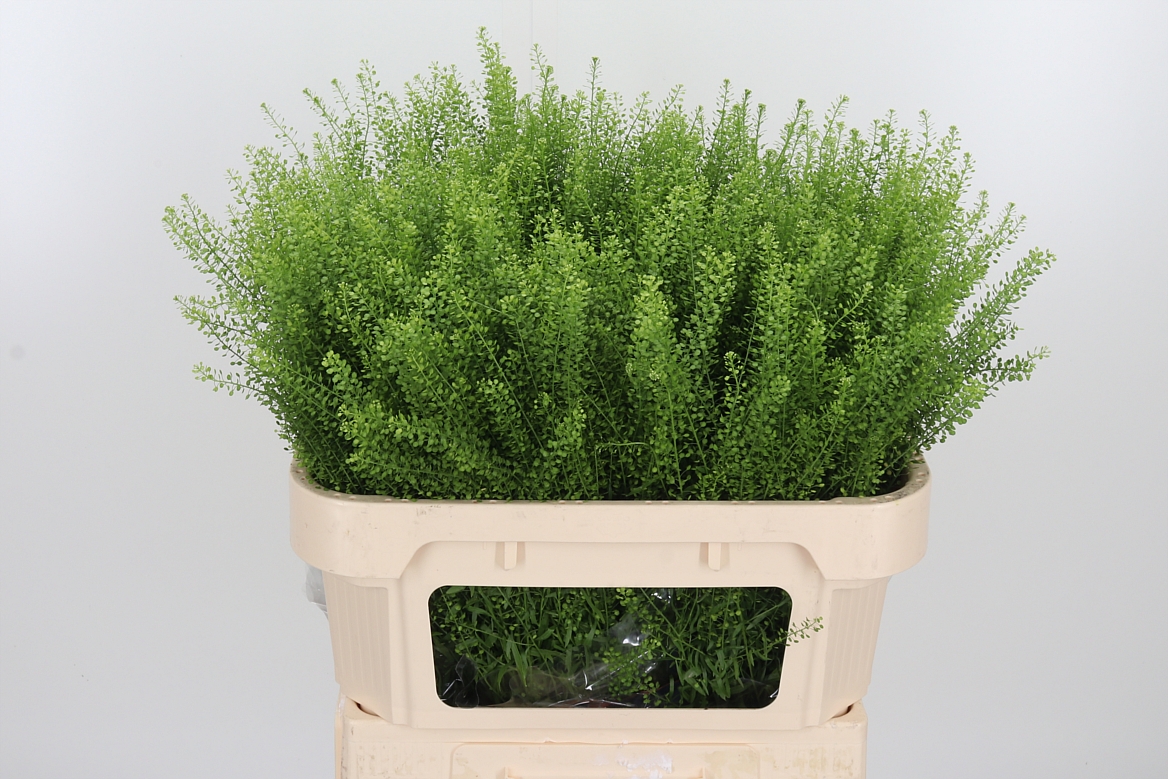 Lepidium Ruderale Green Bell 70cm 20gr.
