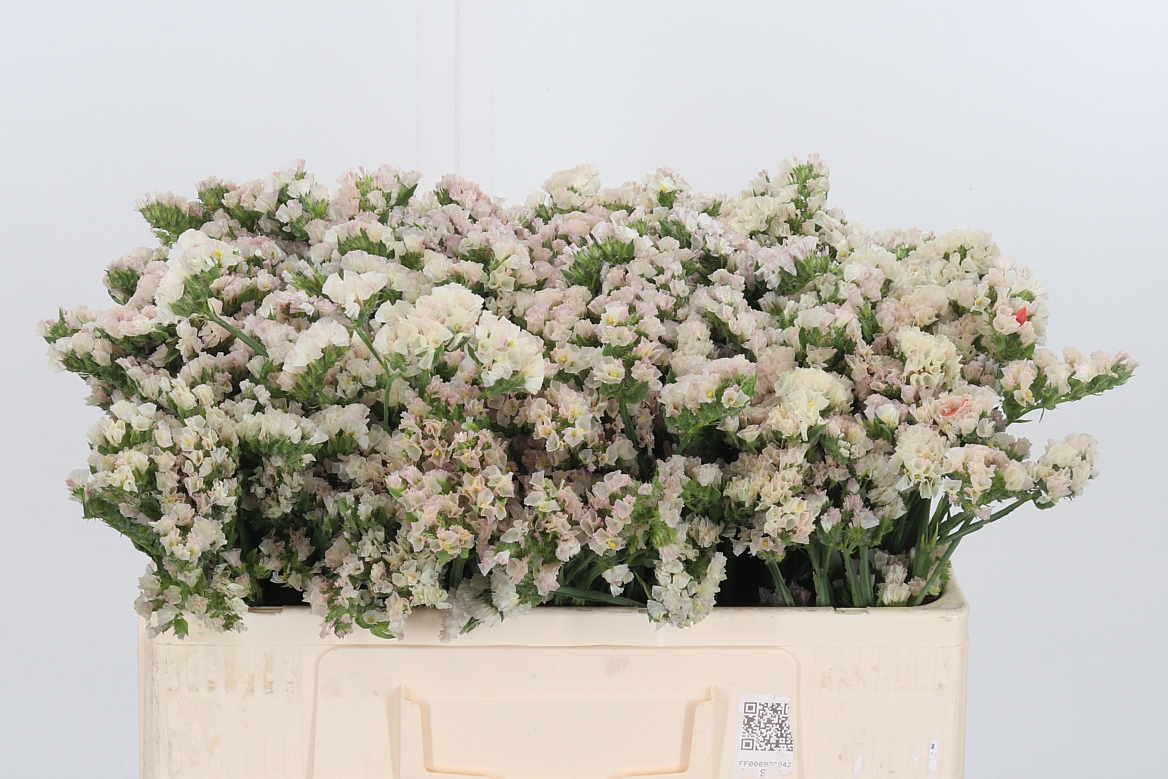 Limonium Sinuatum Peach Wings 50cm