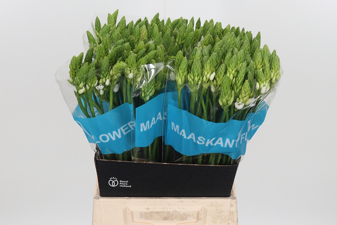 Ornithogalum Thyrsoides Mount Fuji 50cm