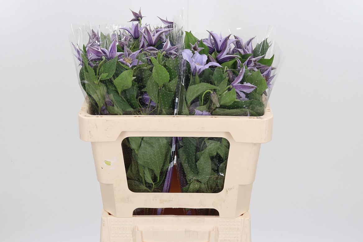 Clematis Star River 50cm