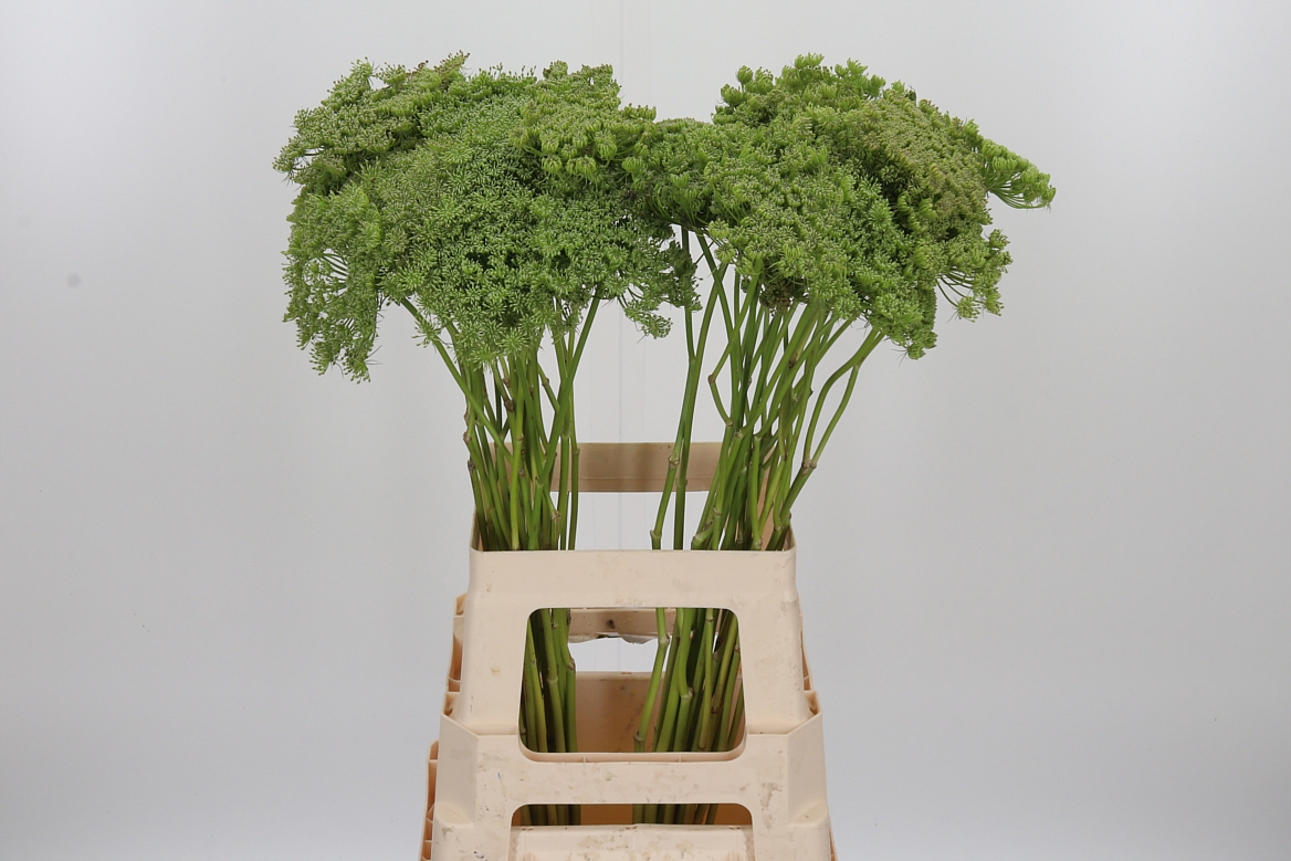 Ammi Visnaga Green Mist 70cm