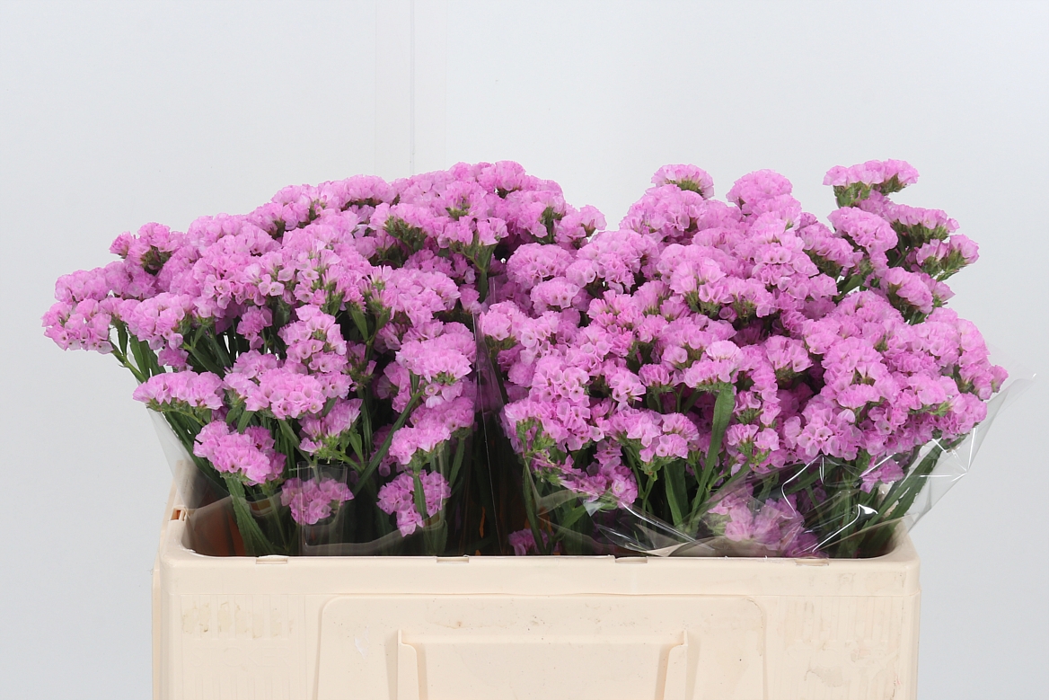 Limonium Sinuatum Fantasia Wings 50cm 20gr.
