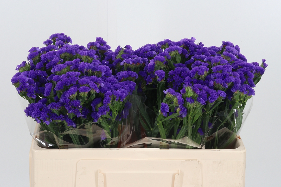Limonium Sinuatum Crystal Dark Blue 50cm 20gr.