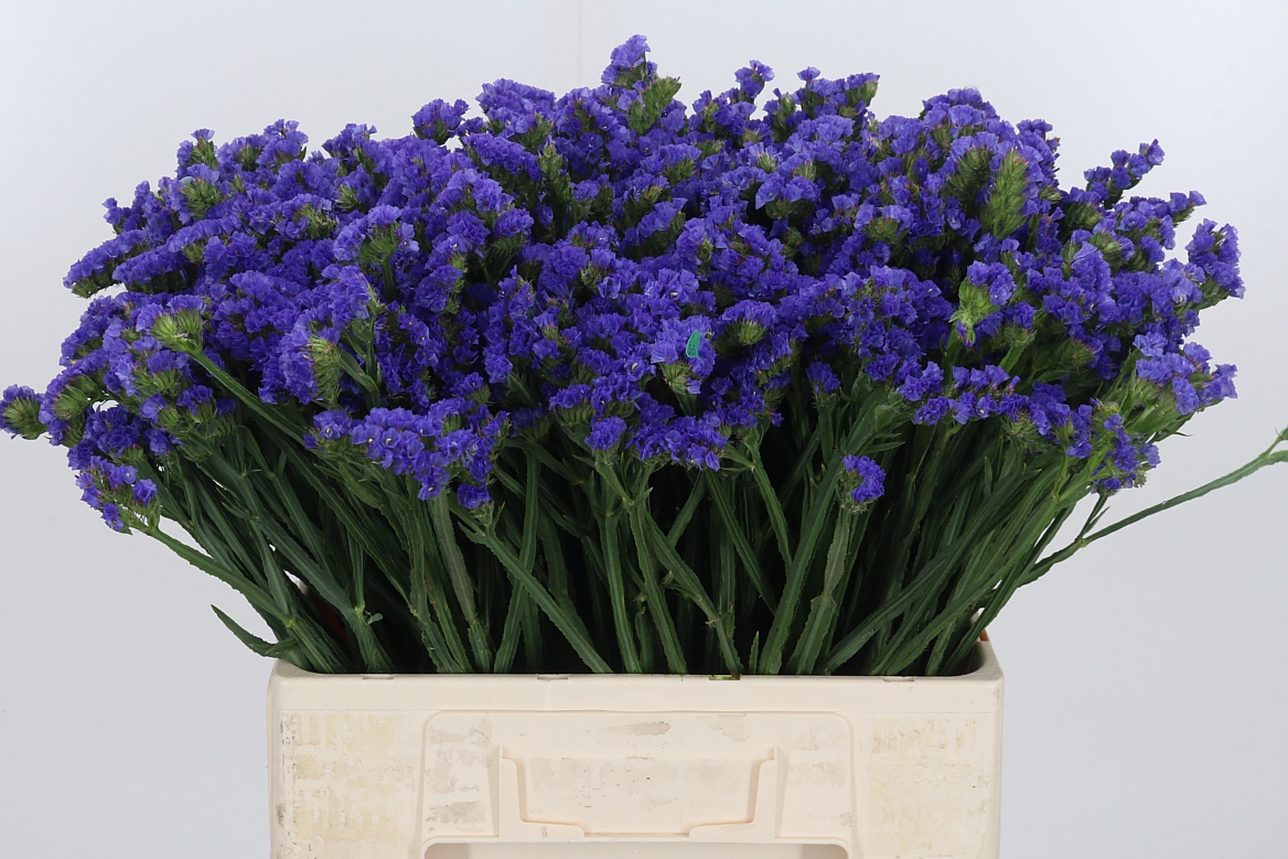 Limonium Sinuatum Sunday Light Blue 60cm