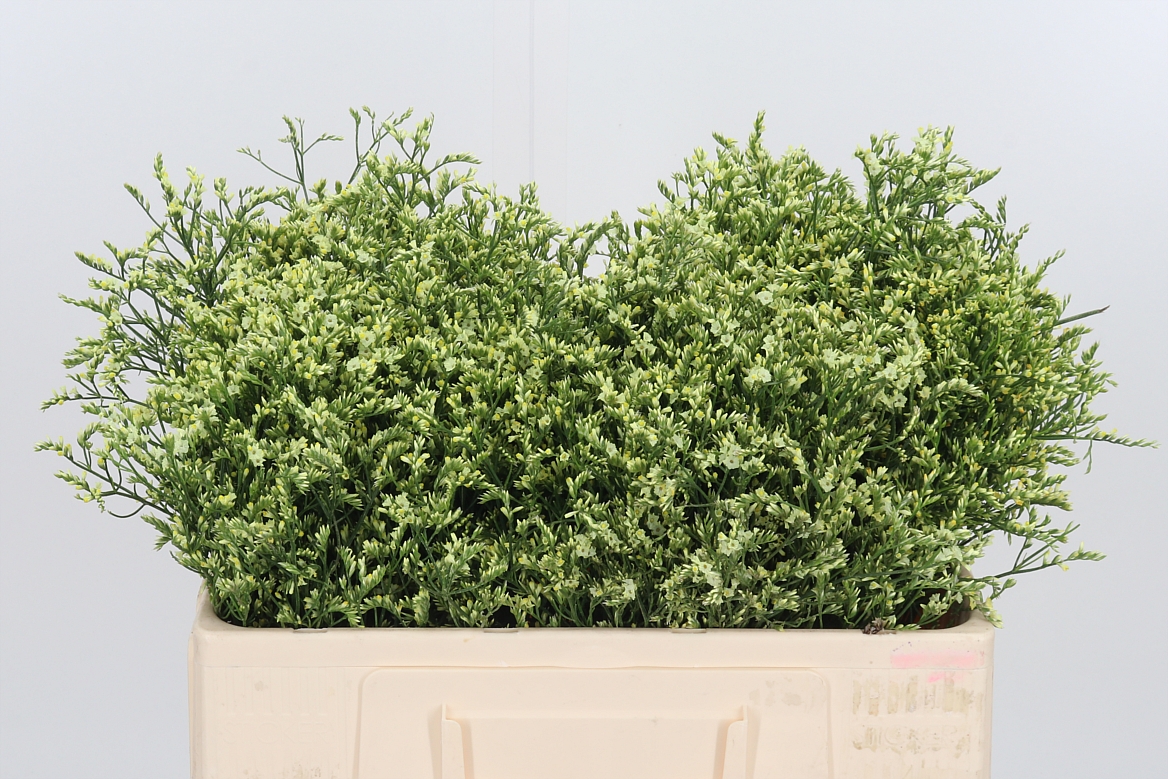 Limonium Sinense China Lemon 50cm 10gr.