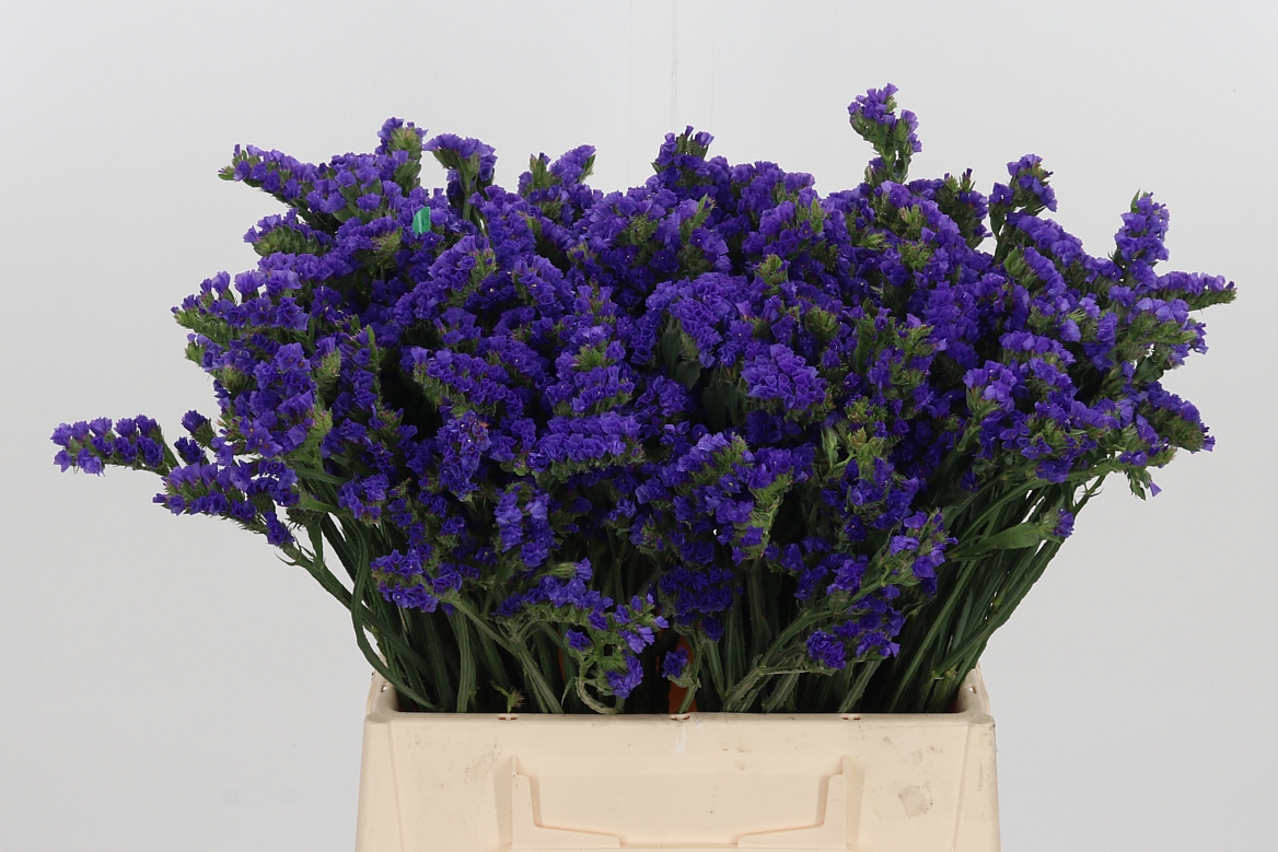 Limonium Sinuatum Crystal Dark Blue 40cm