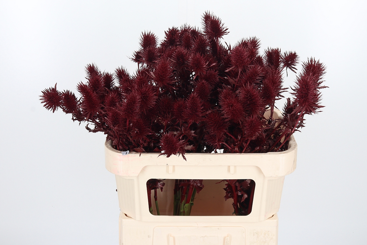 Eryngium Painted Supernova Bordeaux 70cm