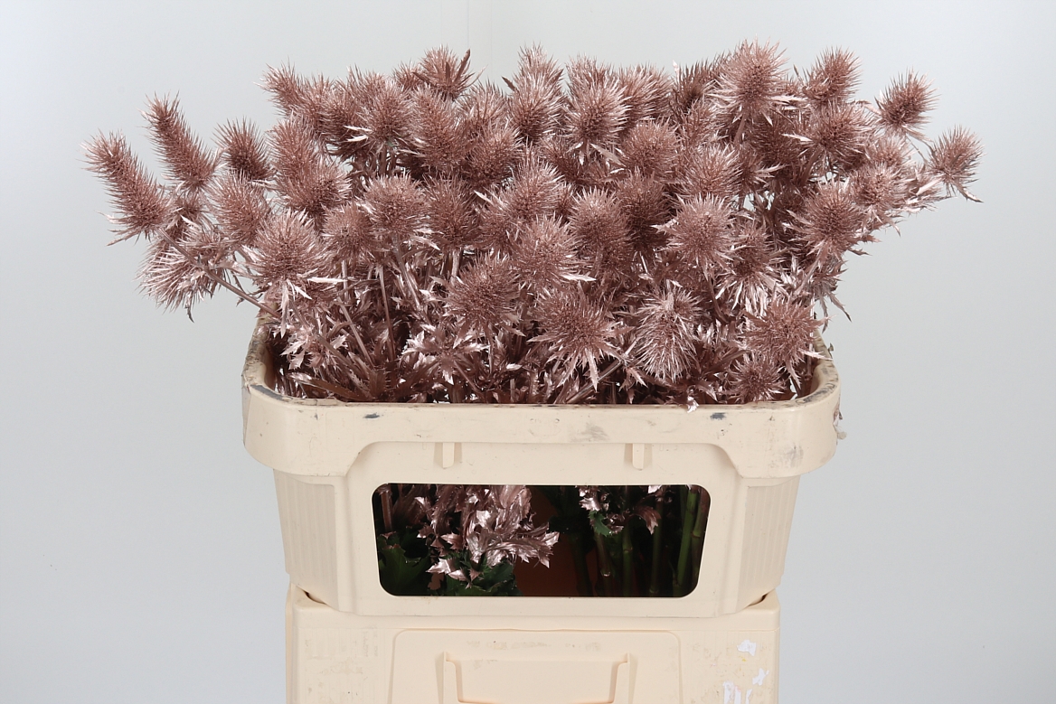 Eryngium Painted Supernova Champagne 70cm