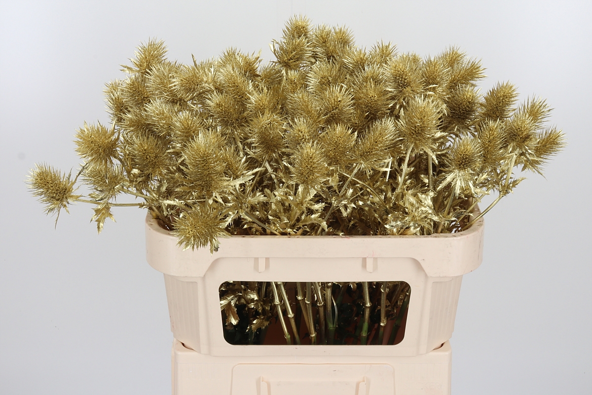 Eryngium Painted Supernova Gold 70cm