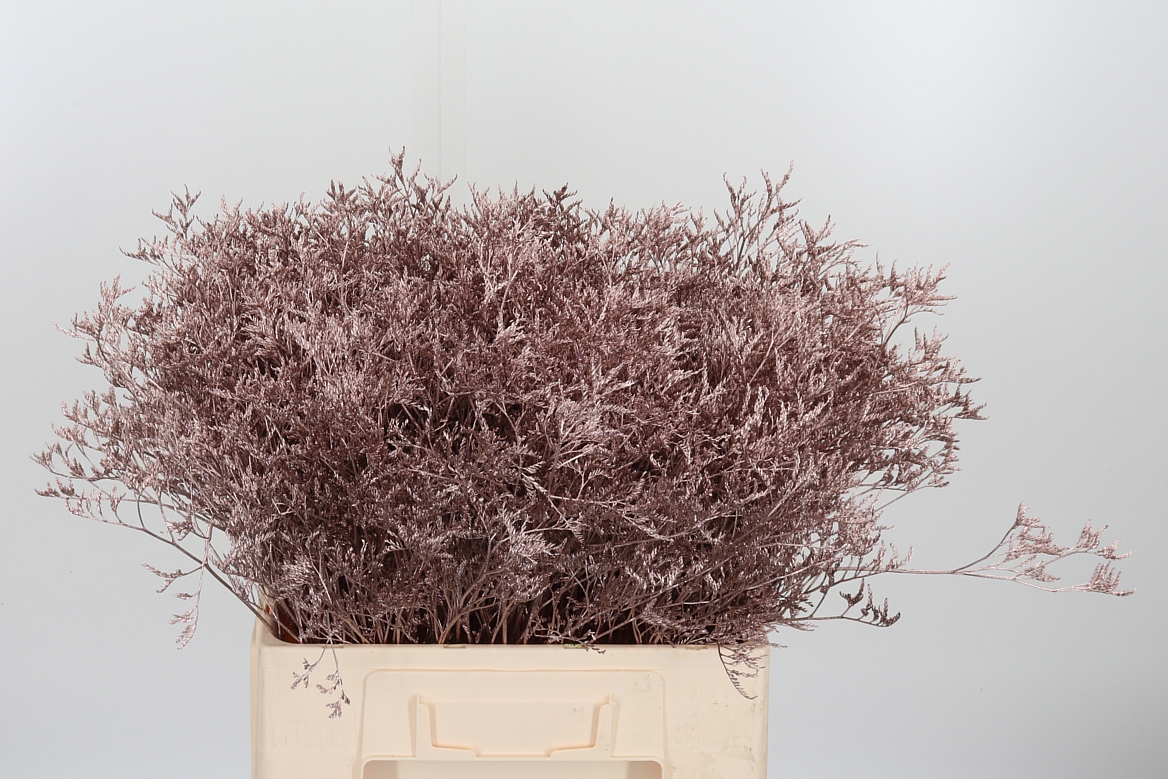 Limonium Painted Champagne 60cm 20gr.