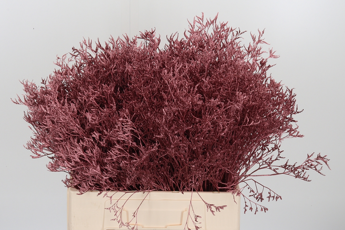 Limonium Painted Rose Gold 60cm 20gr.