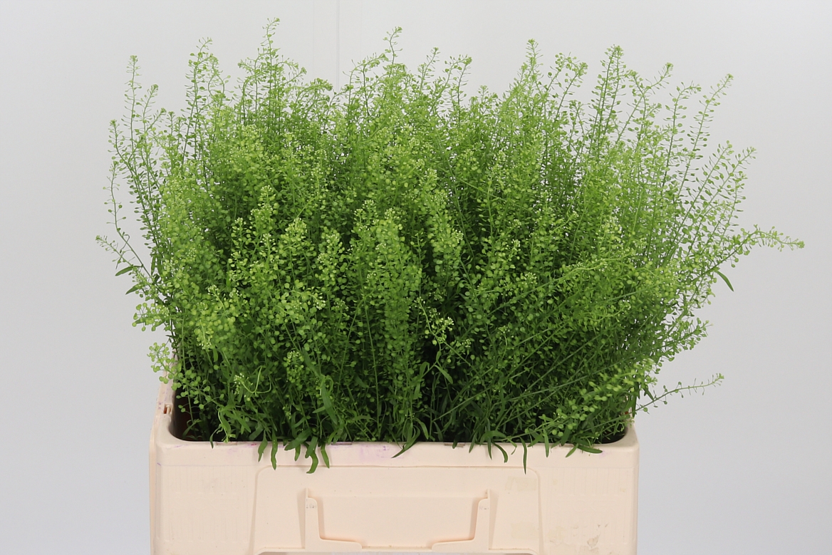Lepidium Ruderale Green Bell 55cm 5gr.