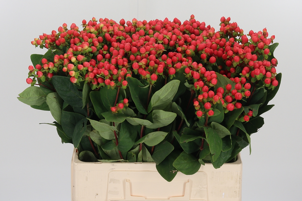 Hypericum Ephi Star 60cm