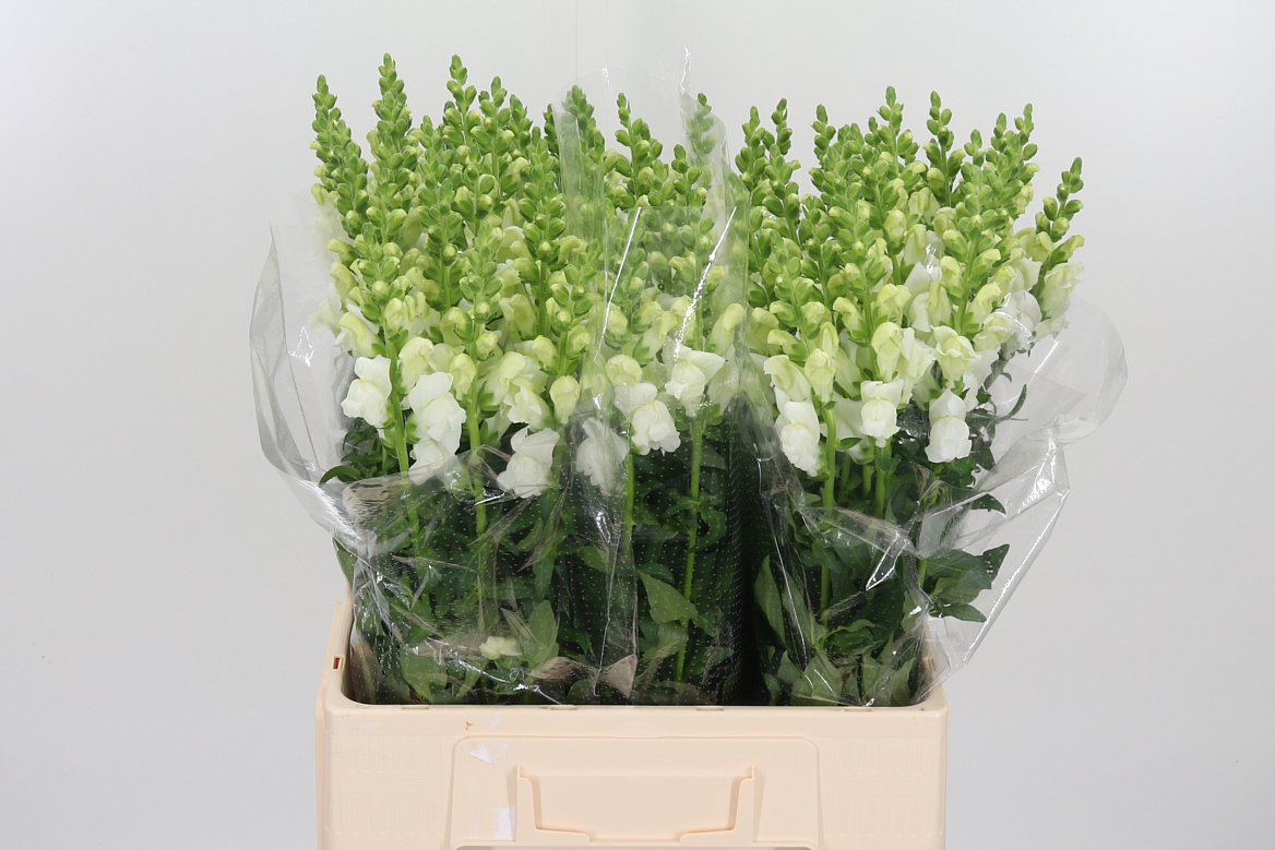 Antirrhinum Potomac Ivory White 65cm