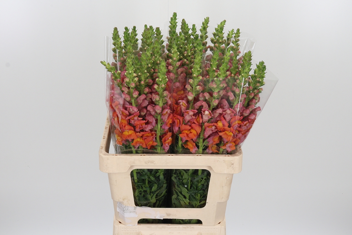 Antirrhinum Holly Double Orange 60cm