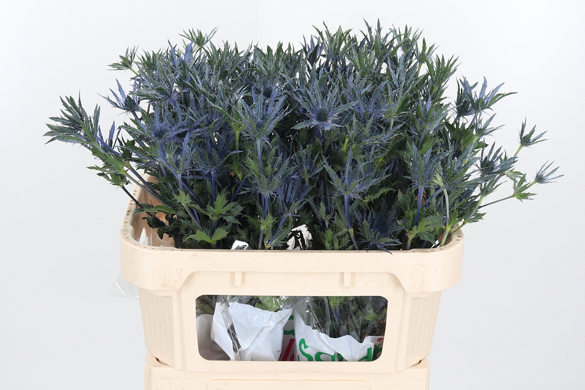 Eryngium Pacific Blue Stripe 70cm