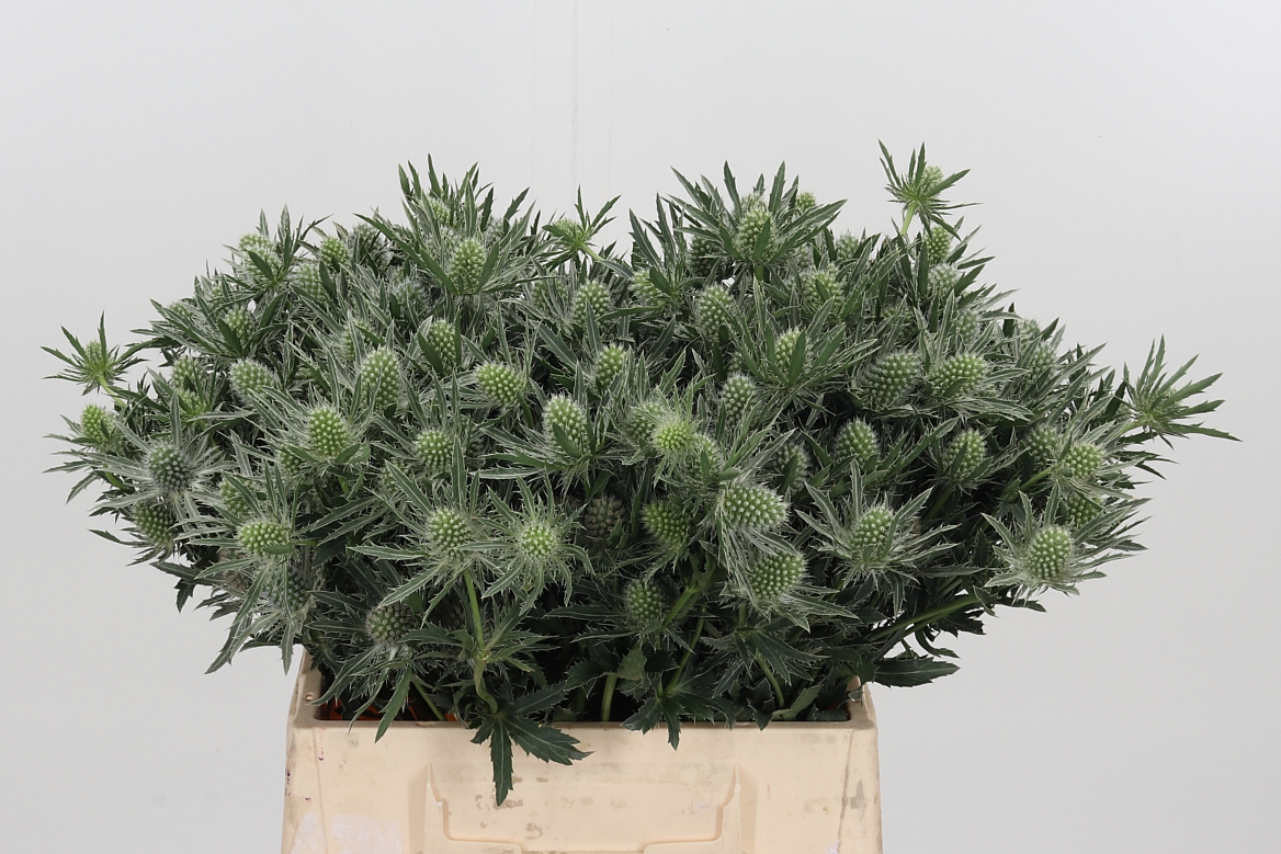 Eryngium Sirius Questar 40cm