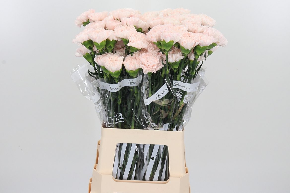 Dianthus Single Brut 70cm