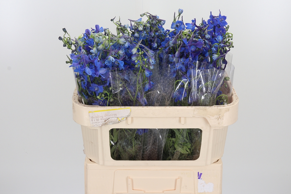 Delphinium Single Donna 70cm