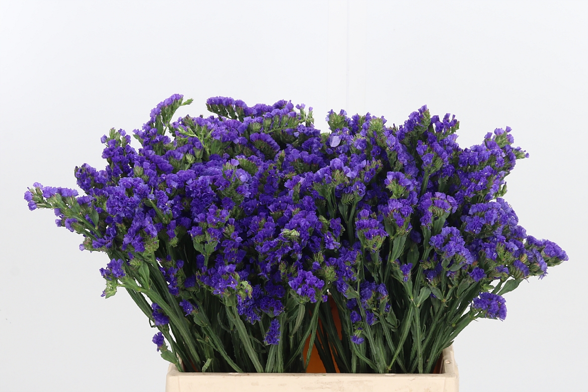 Limonium Sinuatum Crystal Dark Blue 40cm