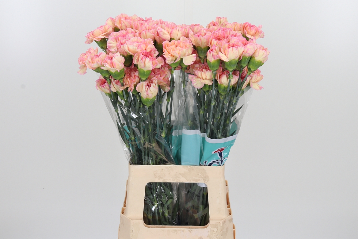 Dianthus Single Gioia 70cm