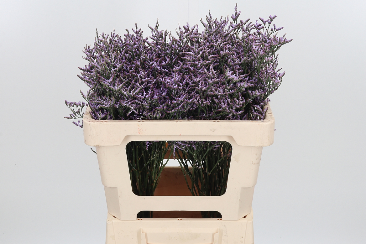 Limonium Safora Lilac 50cm 15gr.