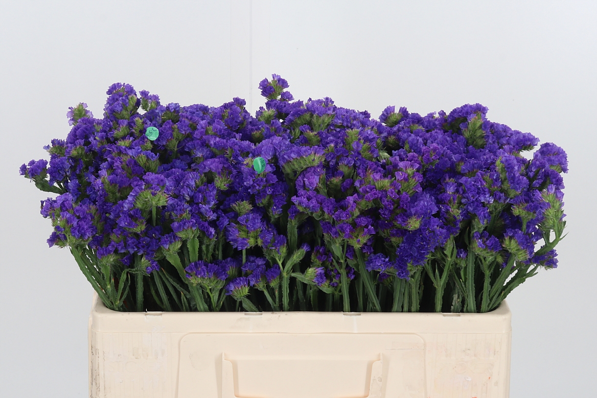 Limonium Sinuatum Crystal Dark Blue 50cm