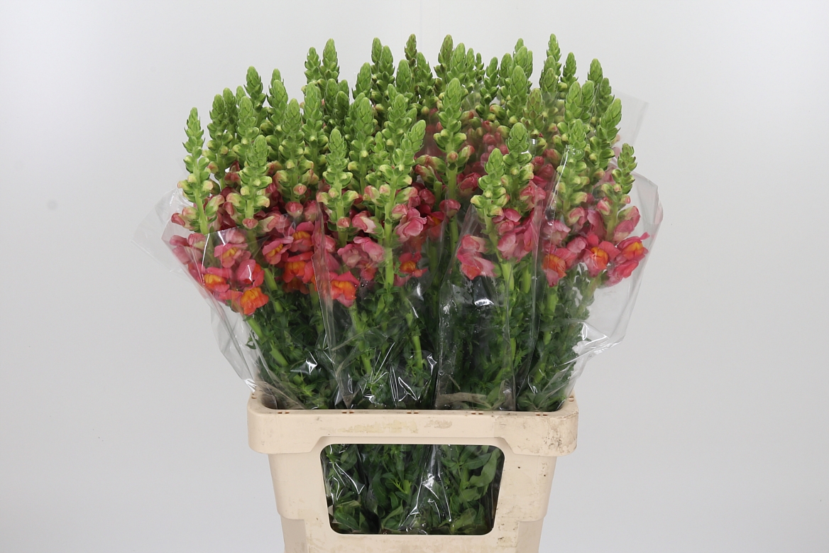 Antirrhinum Potomac Dark Orange 70cm