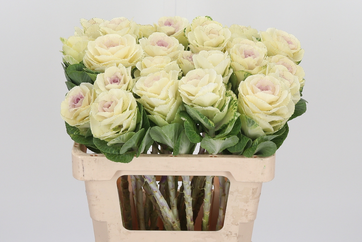 Brassica White Crane 55cm