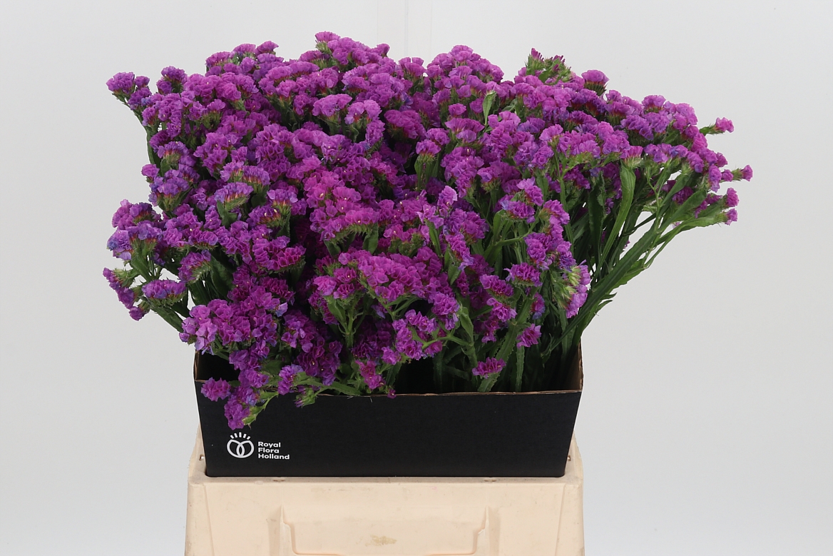 Limonium Sinuatum Sinuet Eternal Pink 50cm 20gr.