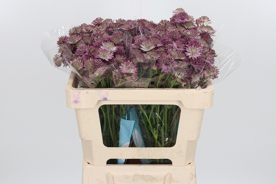 Astrantia Roma 50cm