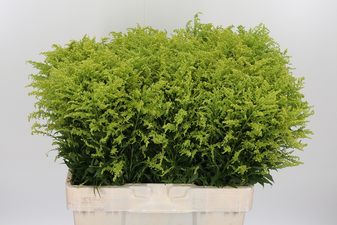 Solidago Tara Gold 60cm 20gr.