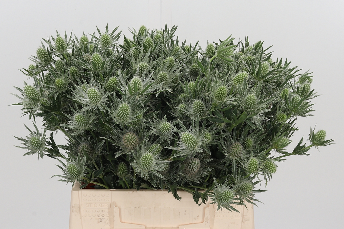 Eryngium Sirius Questar 40cm
